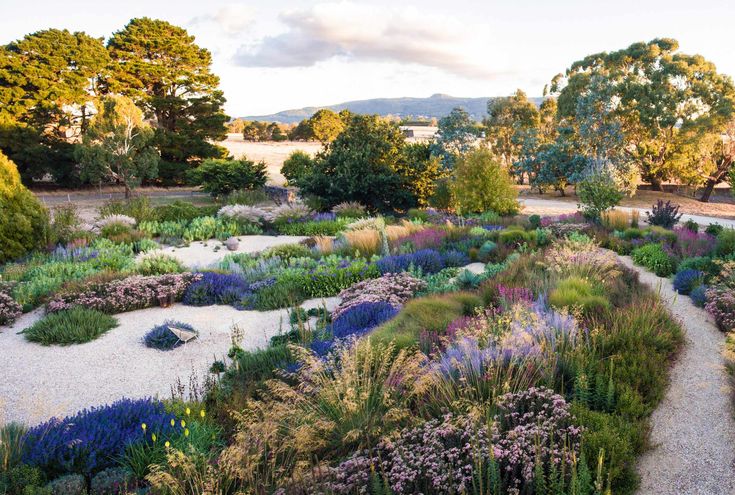 a garden with lots of different plants and trees in the background, including lavenders