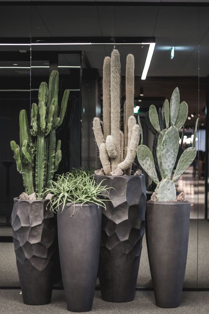 three large potted plants in front of a glass wall