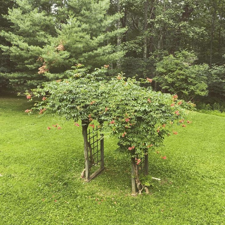 two trees that are sitting in the grass