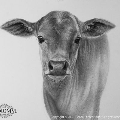 a pencil drawing of a cow's face