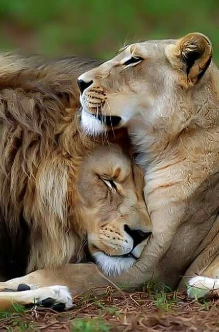 two lions cuddle together in the grass