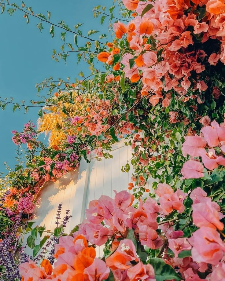 pink and orange flowers are growing on the side of a white building with blue sky in the background