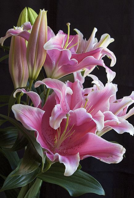 pink flowers are in a vase with green leaves