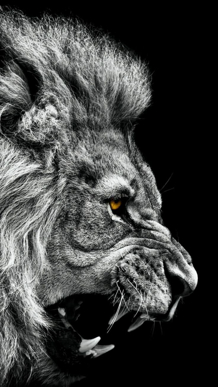 a black and white photo of a lion with the words i'm the king