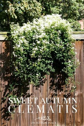 a wooden fence with white flowers growing on it and the words sweet autumn clemants