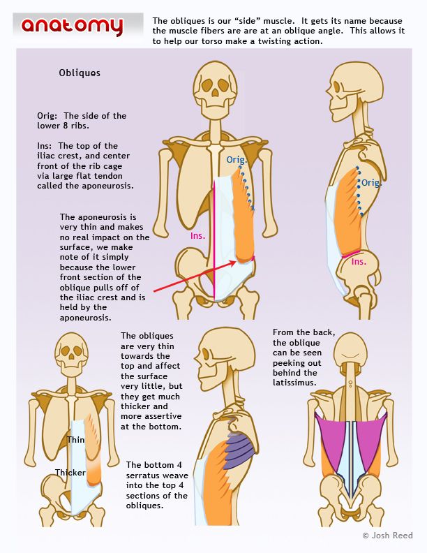 an image of the muscles and their functions in human body diagram with text on it