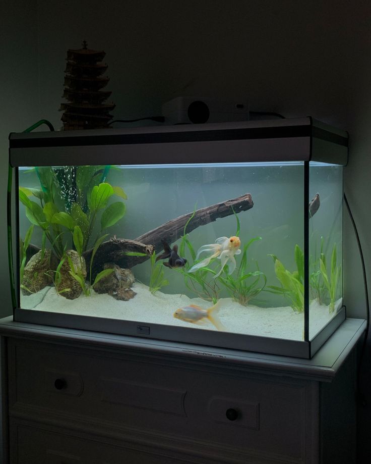 an aquarium filled with plants and fish inside of a room on top of a dresser