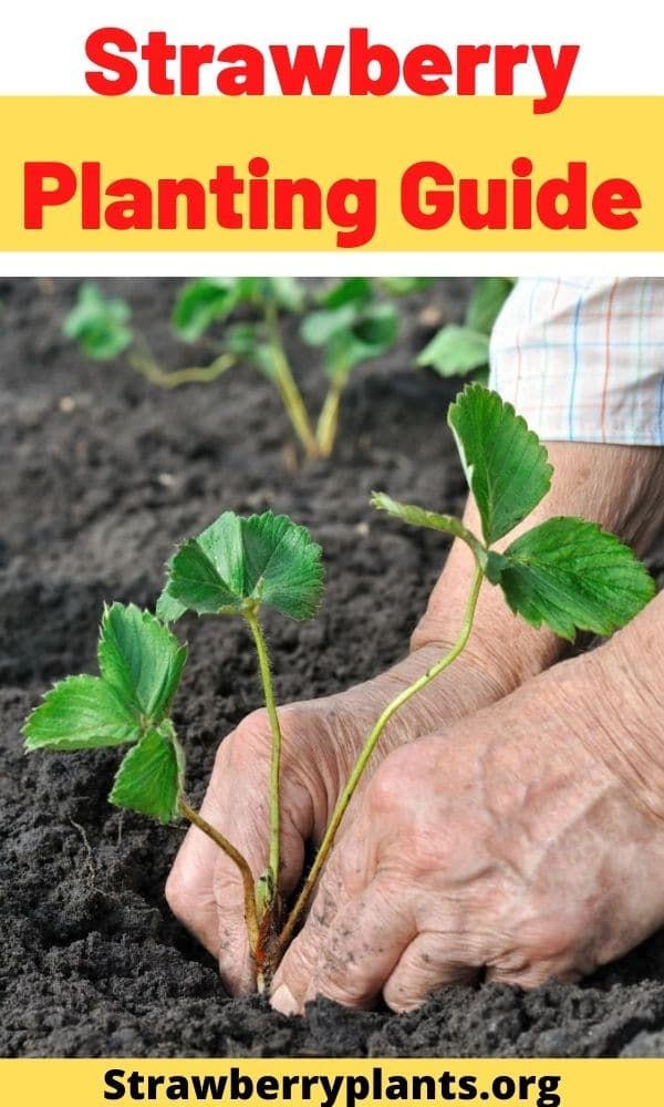 an older person is planting plants in the dirt with text overlay that reads strawberry planter