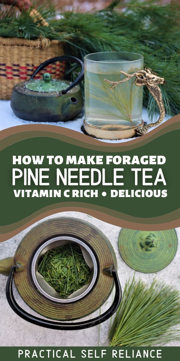 how to make foraged pine needle tea with vitamin crich and delicious - practical self reliance