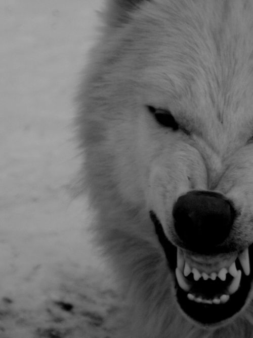 an angry looking white dog with its mouth open and his teeth wide open in black and white