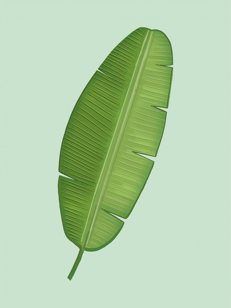 a large green leaf on a light green background