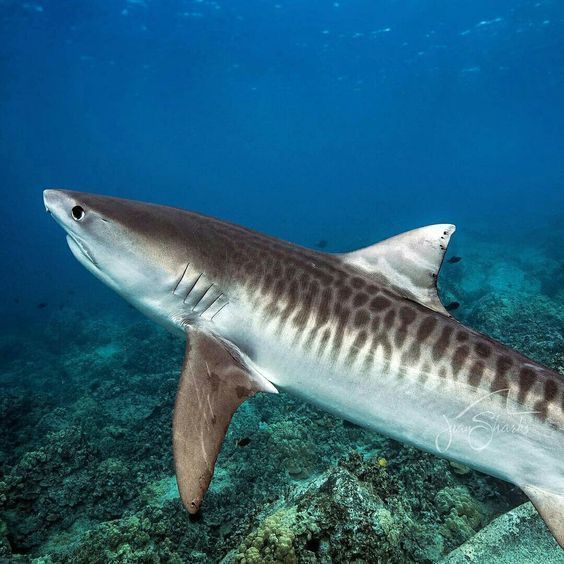 a tiger shark swims through the water