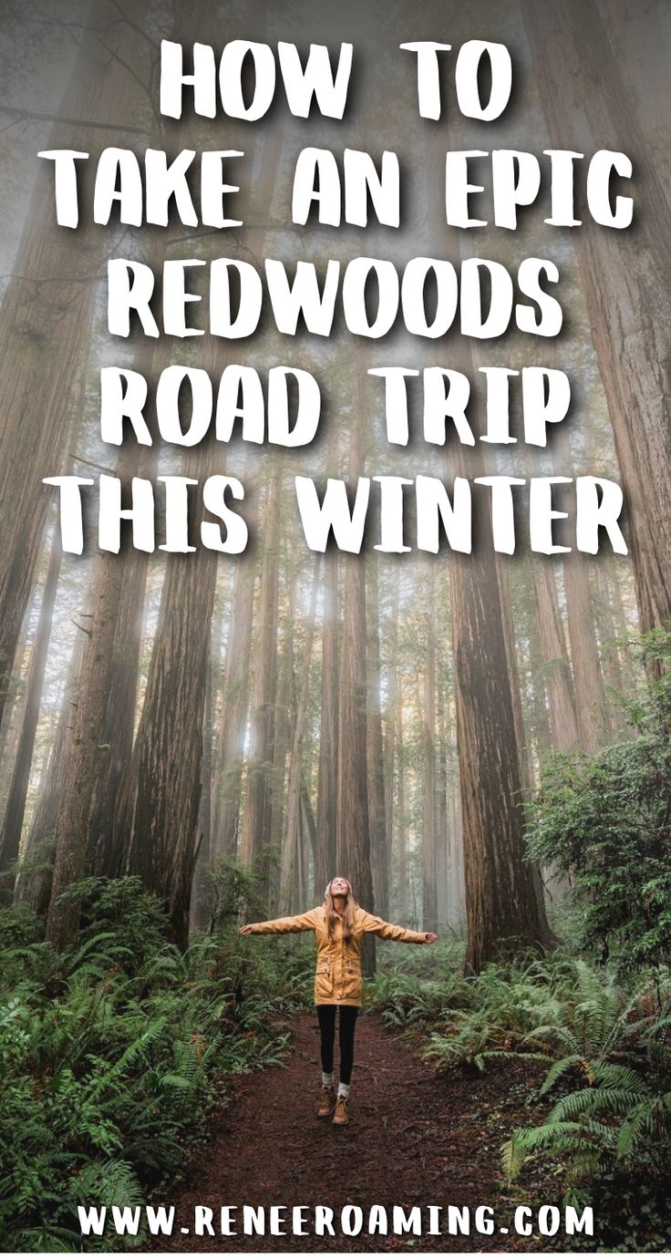 a woman standing in the middle of a forest with text overlaying how to take an epic redwoods road trip this winter