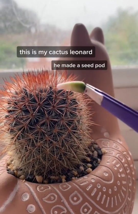 a cactus in a clay pot with an inscription on it that reads, this is my cactus lemonard he made a seed pod