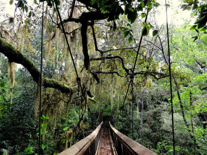 a wooden bridge in the middle of a forest filled with trees and hanging from ropes