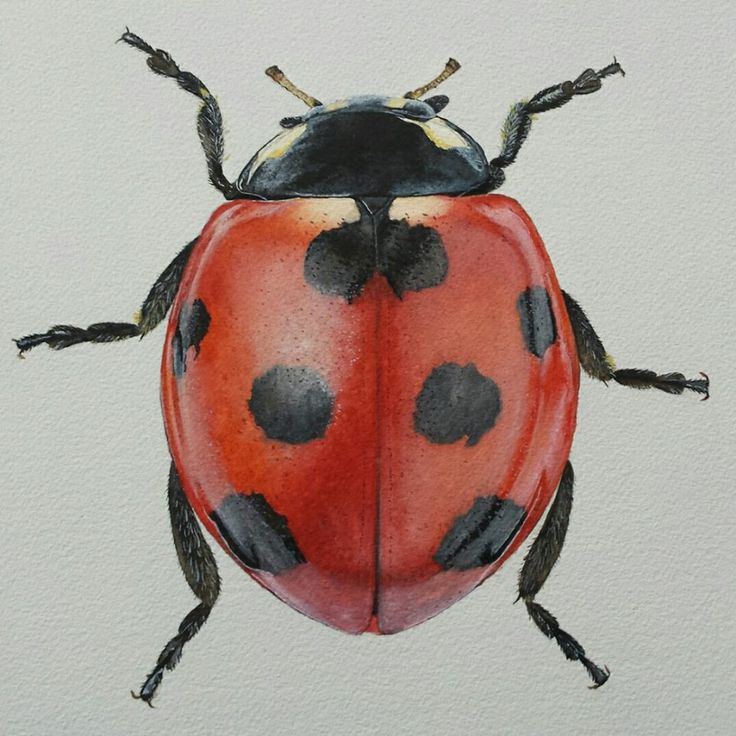 a watercolor drawing of a lady bug