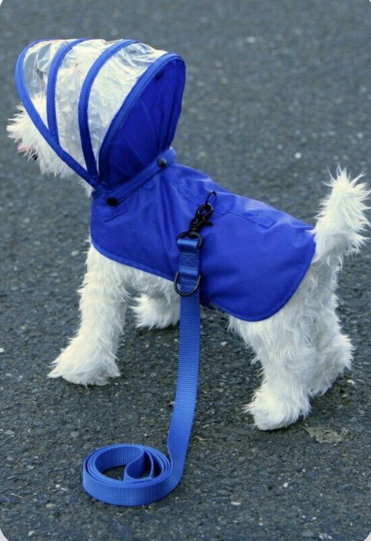 a small white dog wearing a blue coat