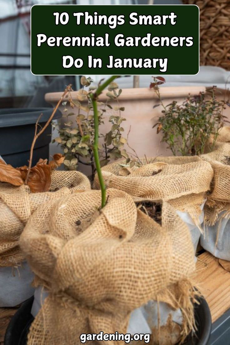 there are many small plants in the potted planter with burlocks on them