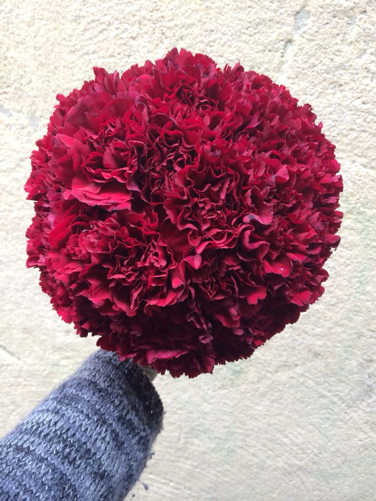 a hand holding a red flower in front of a white wall