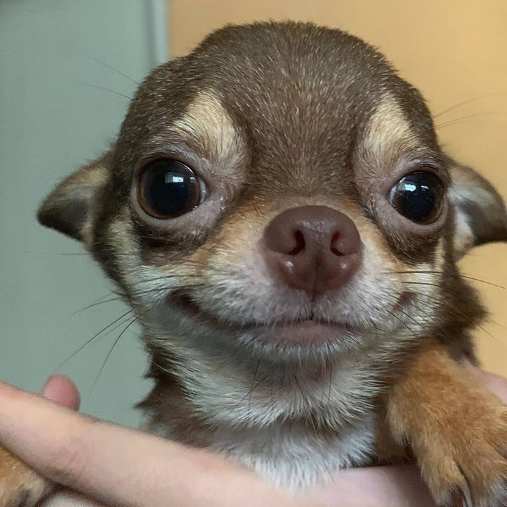 a small chihuahua is being held by someone's hand in front of the camera