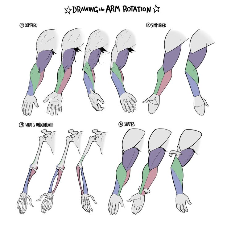 the arm and wrist muscles are shown in this diagram