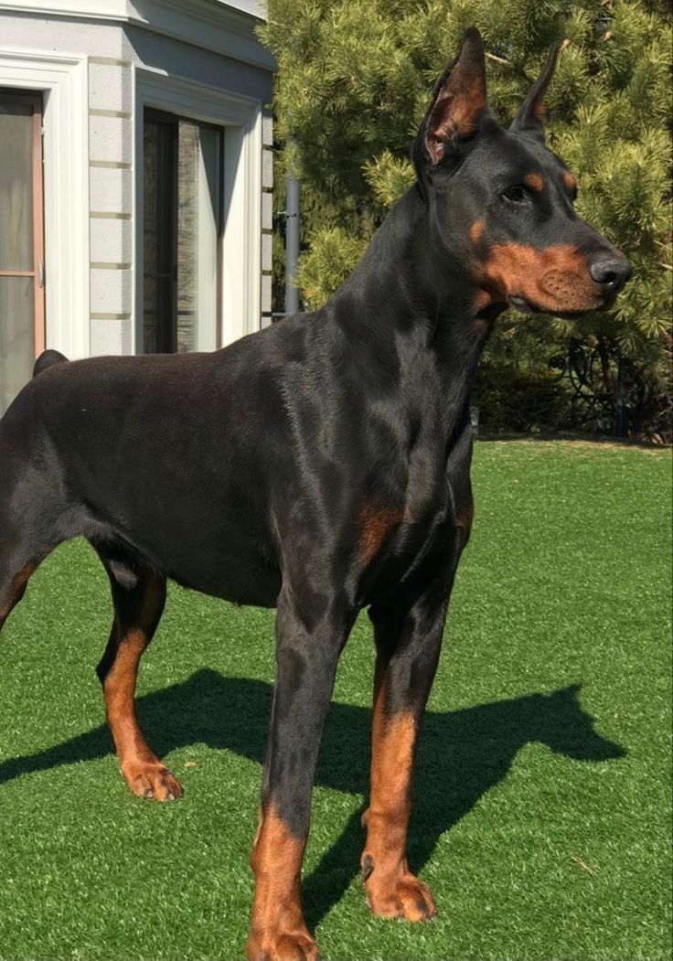 a large black and brown dog standing on top of a lush green field next to a building