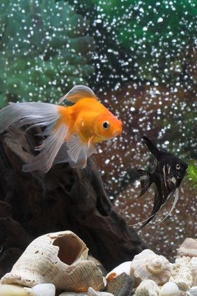 a goldfish in an aquarium looking at another fish that is eating something out of it's mouth