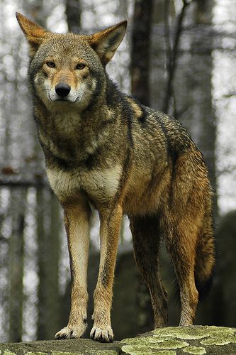 a wolf standing on top of a rock in the woods