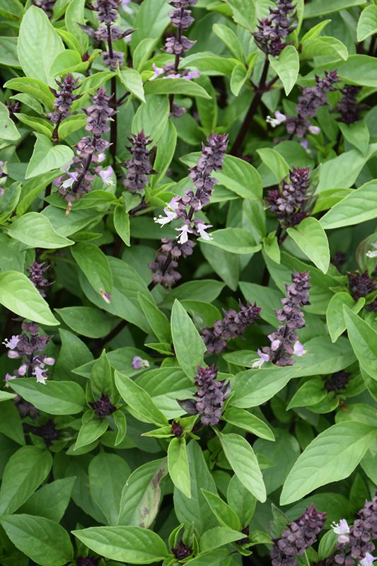 purple flowers are blooming in the green leaves on this plant's shrubbery