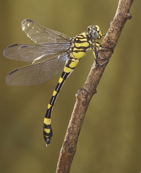 a yellow and black dragonfly sitting on top of a tree branch