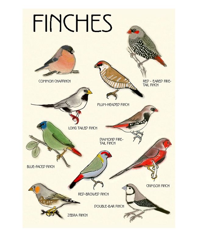 a poster with different kinds of finches on it's sides and the words finches written below