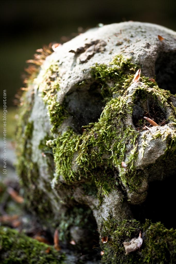 a moss covered rock in the woods