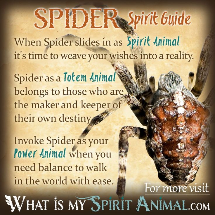 a spider with the words spider spirit guide on it's front and back side