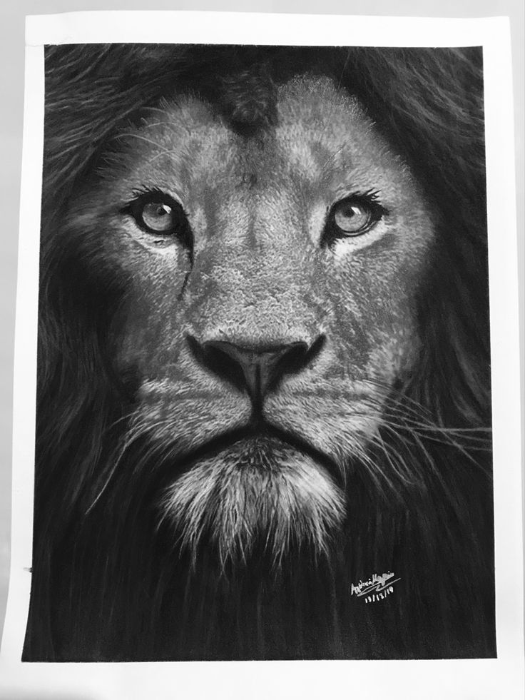 a black and white photo of a lion's face