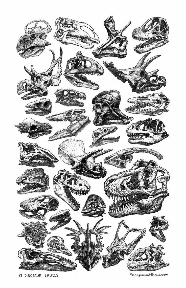 a drawing of various types of skulls and dinosaurs in black and white ink on paper