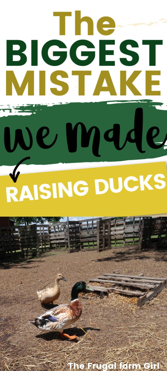 two ducks sitting on the ground in front of a fence with text overlay reading the biggest