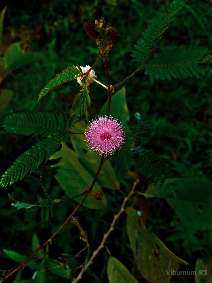 #MobilePhotography #phonetography #wipdflower #flower Makahiya Plant, Shame Plant, Favourite Flowers, Honey Badger, Night Landscape, Mobile Photography, Aesthetic Backgrounds, Anime Naruto, Badger