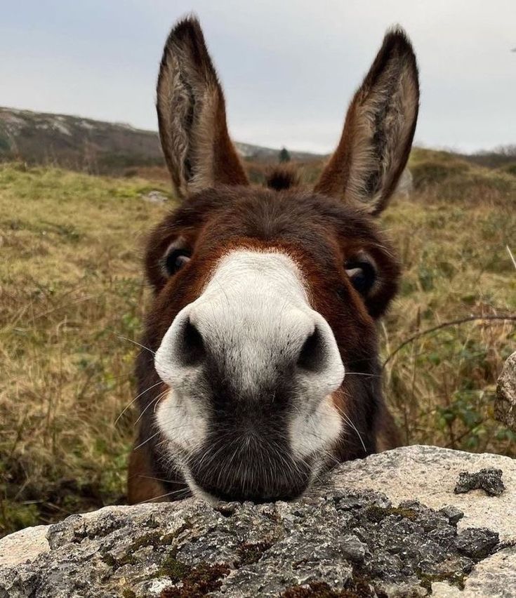 a close up of a donkey's face with grass in the background