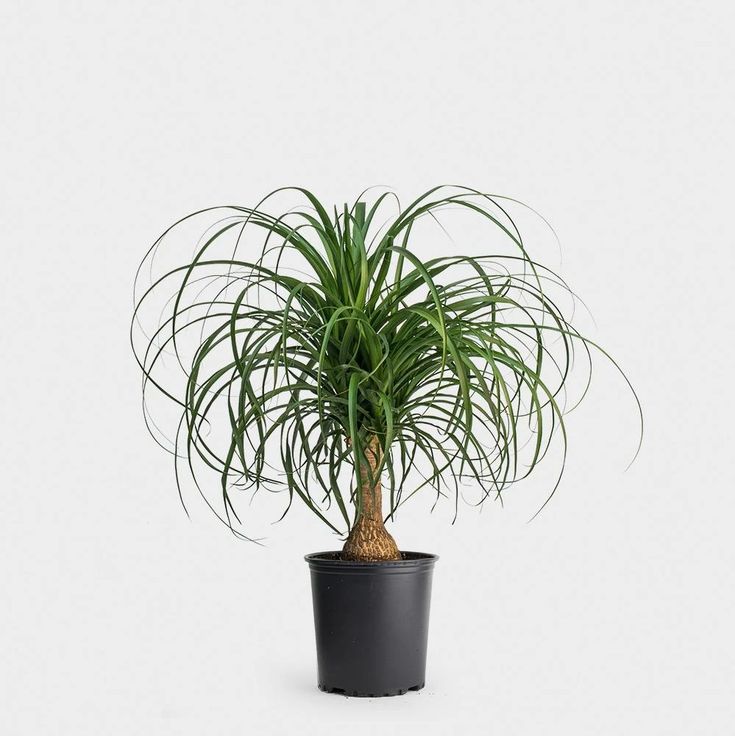 a potted plant is shown on a white background