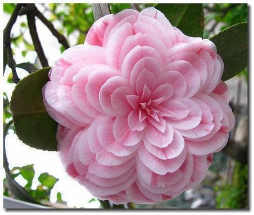 a pink flower with green leaves in the background