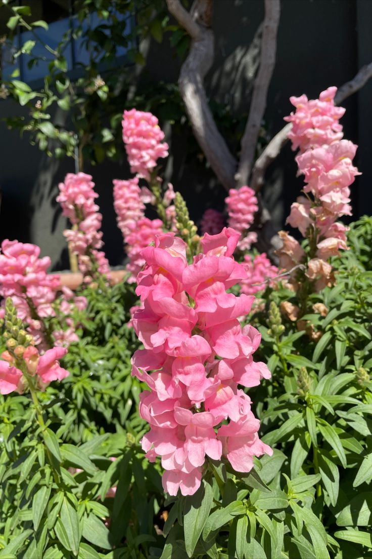 pink flowers are blooming in the garden