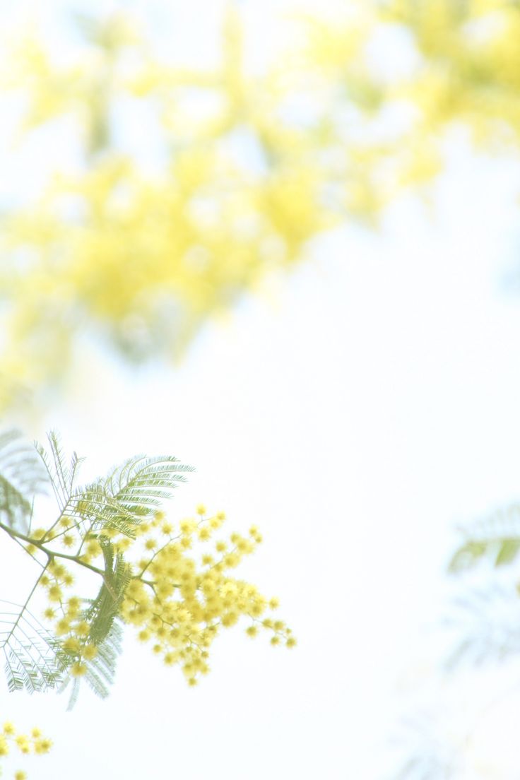 some yellow flowers and green leaves against a white sky with light coming through the branches