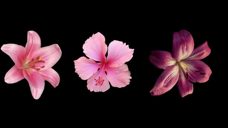 three pink flowers on a black background