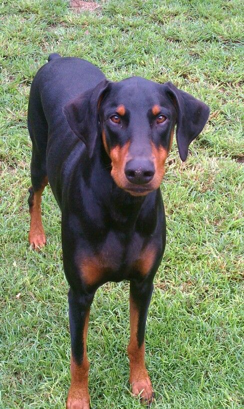 a black and brown dog standing on top of a lush green field