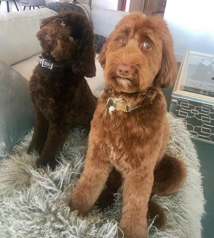 two brown dogs sitting next to each other on top of a shaggy carpeted floor