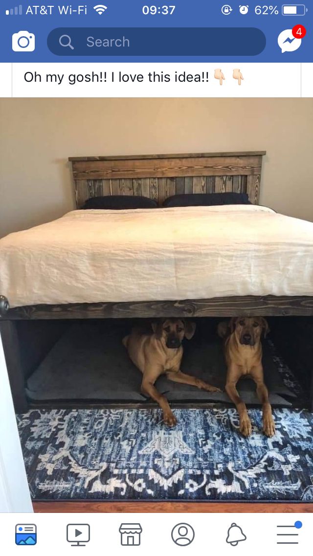 two dogs laying under a bed on top of a rug