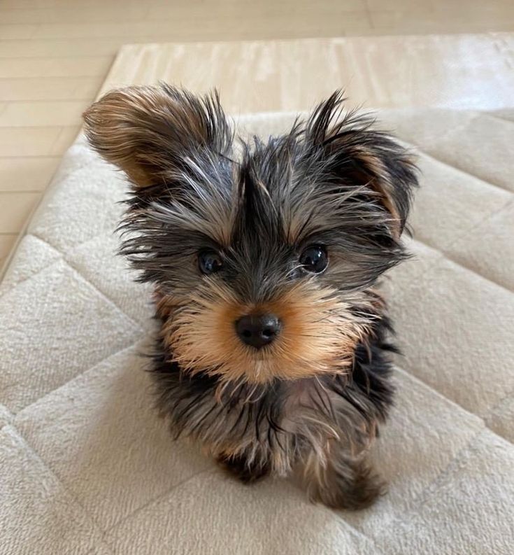 a small dog sitting on top of a white rug