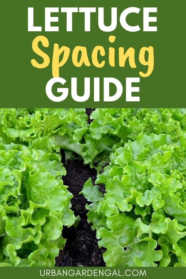 Lettuce plant spacing Growing Lettuce Raised Beds, Lettuce Garden Container, Planting Lettuce In Containers, Growing Lettuce In Containers, Lettuce Plant, Planting Lettuce, Bean Garden, Red Leaf Lettuce, Raised Vegetable Gardens