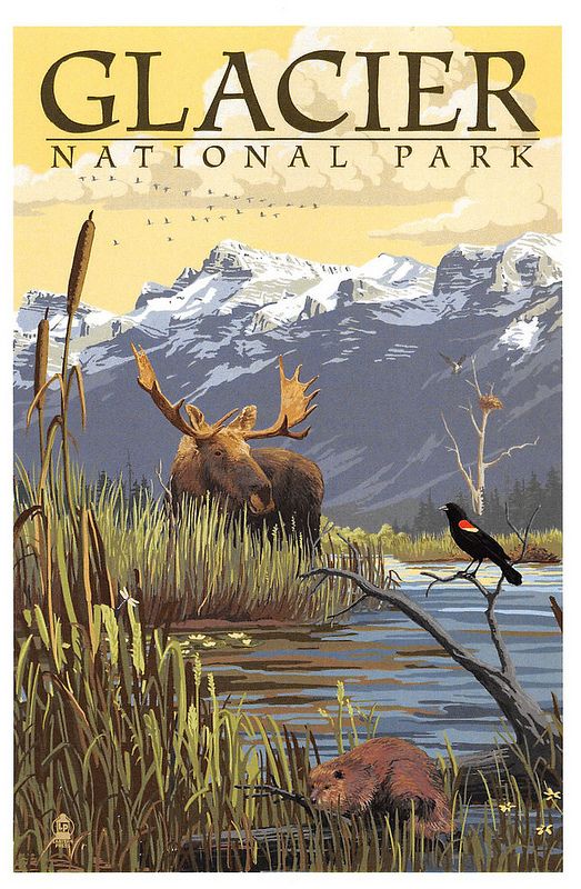 the cover of glacier national park featuring moose and elk in water with mountains in background