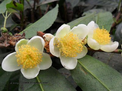 two white flowers with yellow stamens on them